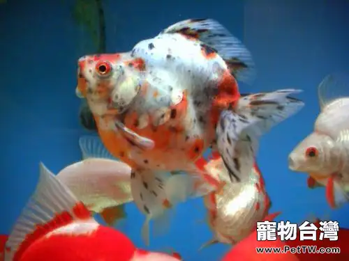 五花琉金魚飼養方法