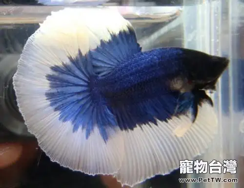 斗魚怎麼養