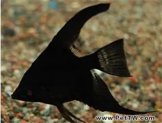 黑燕魚怎麼養