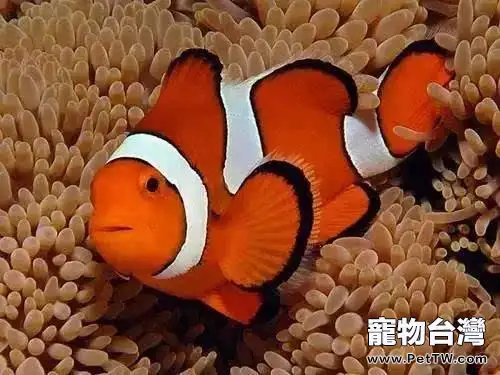 小丑魚好養嗎