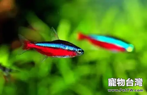寶蓮燈魚（阿氏霓虹脂鯉 紅蓮燈魚）繁殖
