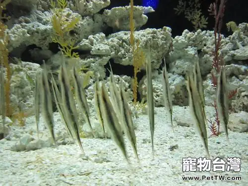 刀片魚怎麼養