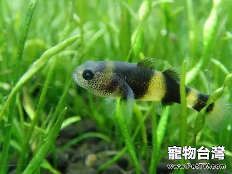 汽水魚怎麼養