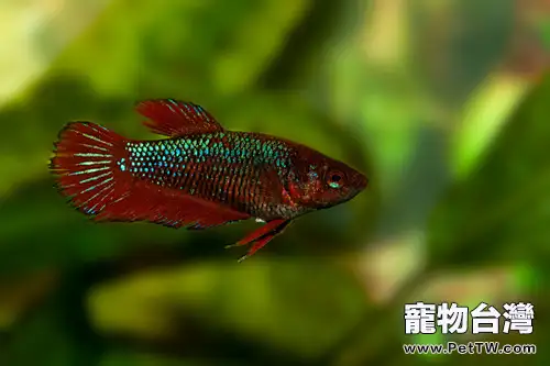 斗魚飼養的常見疾病