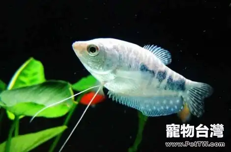 黃曼龍怎麼樣？好養嗎？