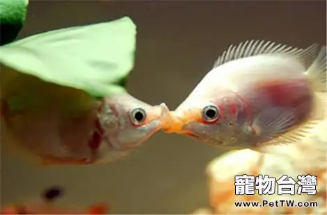 接吻魚好養嗎？親嘴魚好養嗎？
