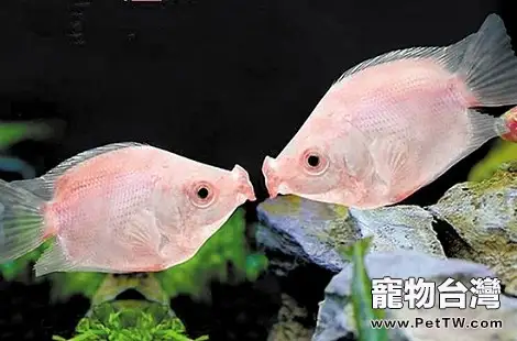 接吻魚好養嗎？親嘴魚好養嗎？