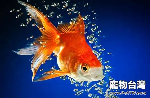 養的魚為什麼老是會死？