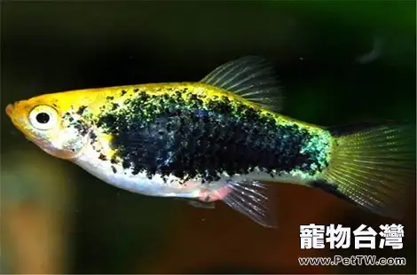 養的魚為什麼老是會死？