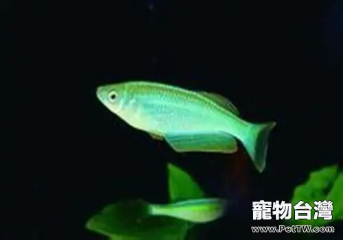 藍珍珠魚將的飼養建議(1圖)-寵物台灣