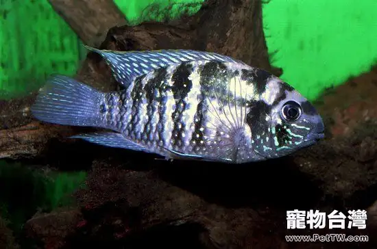 藍寶石魚(藍寶麗魚 藍玉鯛 火唇柔麗鯛)的錨頭蟲病簡介(1圖)-寵物台灣
