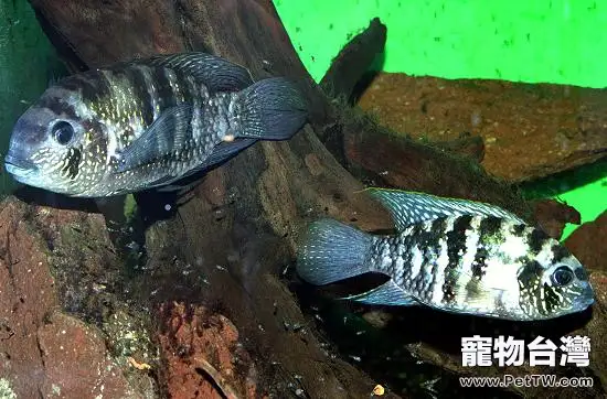 藍寶石魚(藍寶麗魚 藍玉鯛 火唇柔麗鯛)黑斑病介紹(1圖)-寵物台灣