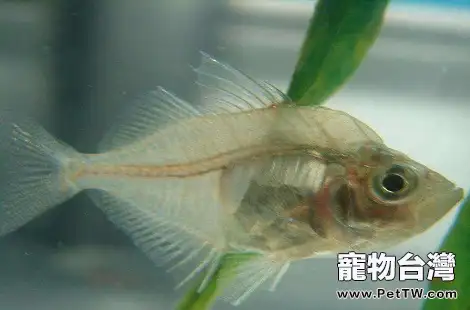 玻璃拉拉魚該怎麼飼養？