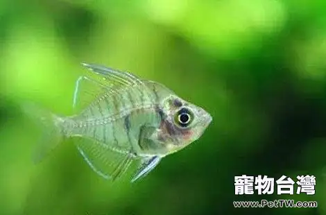 玻璃拉拉魚該怎麼飼養？