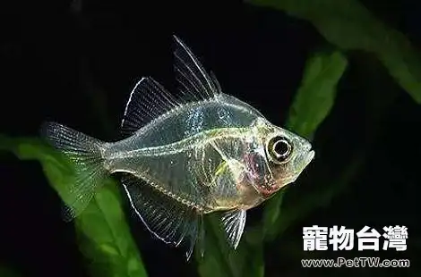 玻璃拉拉魚該怎麼飼養？