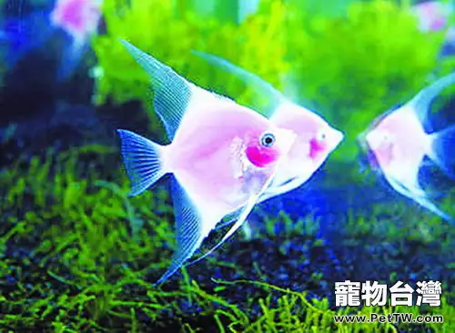 粉紅神仙魚的品種特點