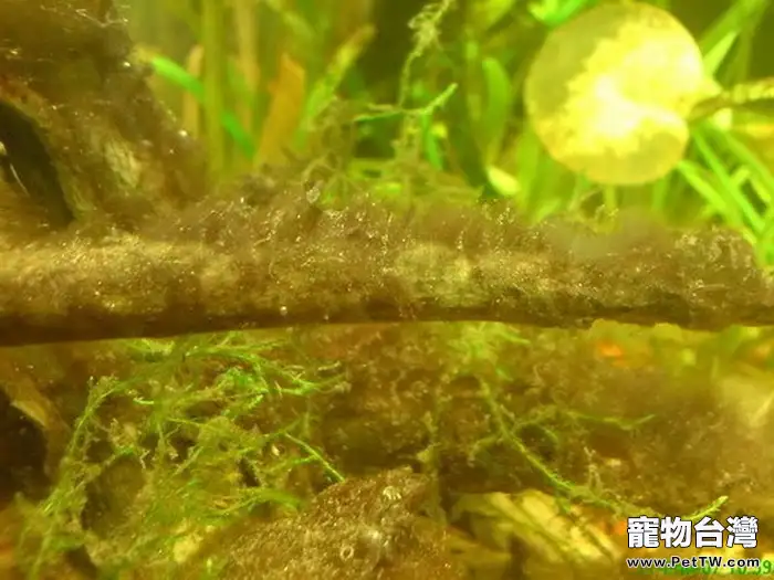 魚缸藻類的分類及去除方法(1圖)-寵物台灣