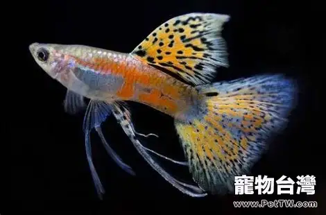 新手選擇什麼品種的熱帶魚好養？