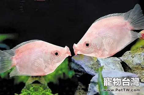 新手選擇什麼品種的熱帶魚好養？