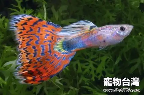 孔雀魚好養嗎？新手能不能養？