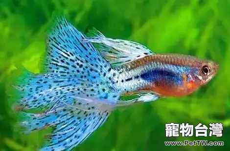 孔雀魚好養嗎？新手能不能養？