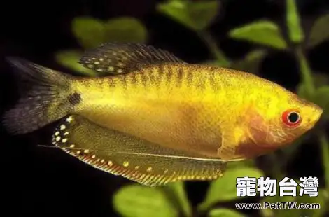 熱帶魚掉鱗是什麼原因導致的？