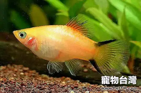 熱帶魚掉鱗是什麼原因導致的？