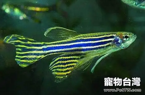 推薦幾種好看的熱帶魚養。