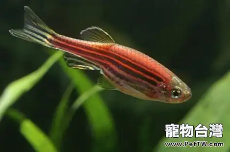 熱帶魚下崽會有什麼樣變化？