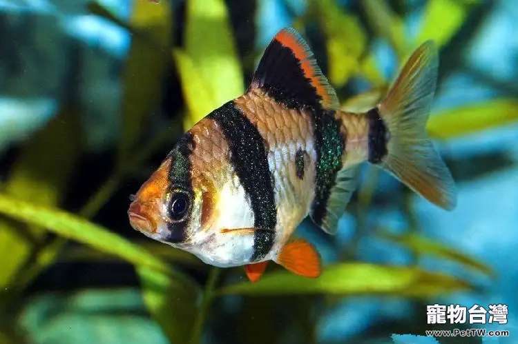 人工繁殖虎皮魚的方法(1圖)-寵物台灣