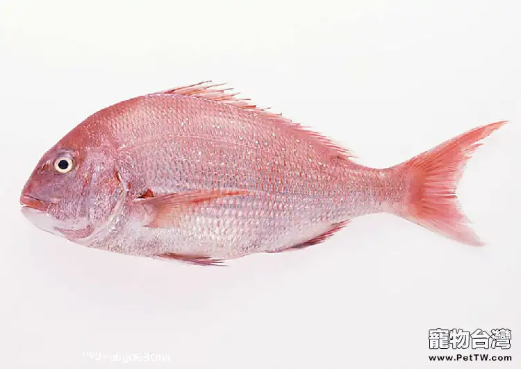 白兔魚的品種及飼養介紹