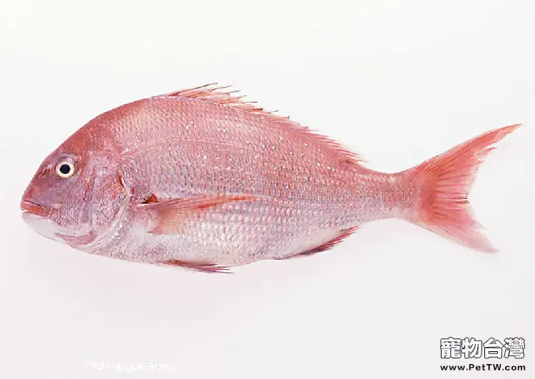 白兔魚的品種及飼養介紹(1圖)-寵物台灣