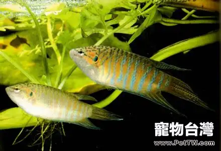 叉尾斗魚的飼養及繁殖簡介