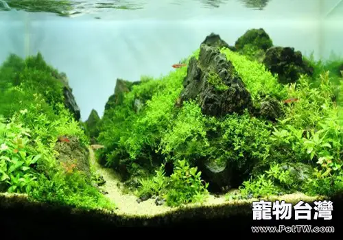 水草造景六大技巧