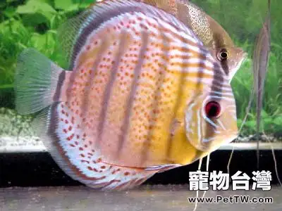 七彩神仙魚的混養原則