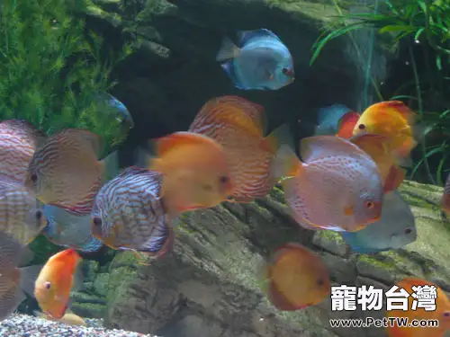 七彩神仙魚的混養魚種建議