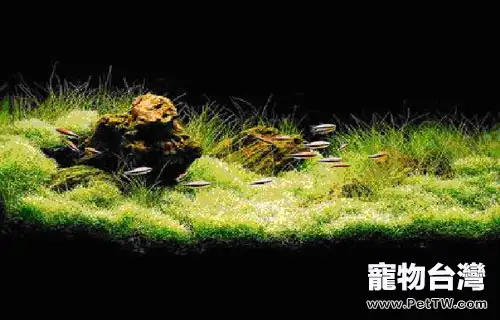水草入缸前的消毒方法(1圖)-寵物台灣