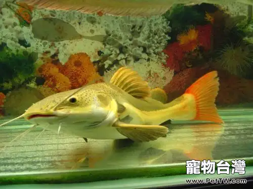 紅尾鯰魚的品種介紹