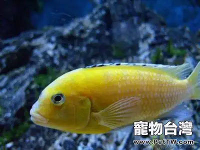 非洲王子魚的品種介紹