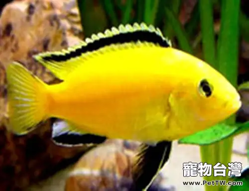 非洲王子魚的飼養要點