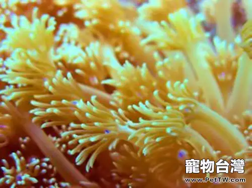珊瑚飼養的注意事項