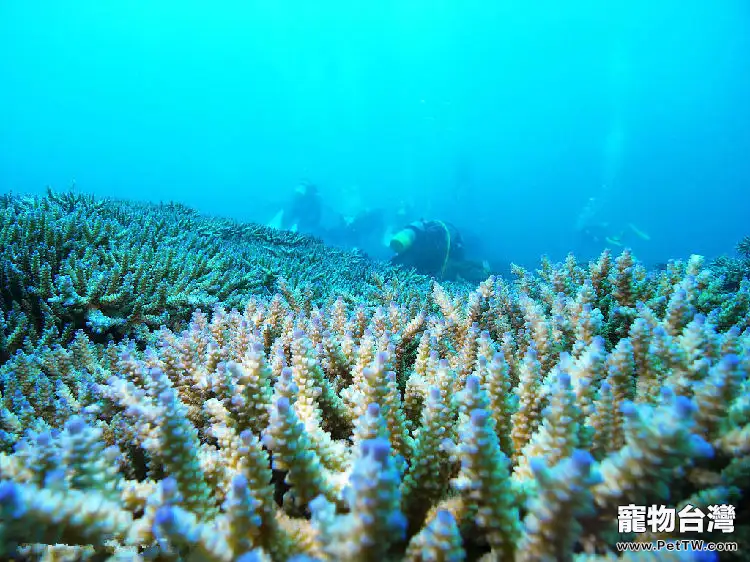 珊瑚的品種分類解析