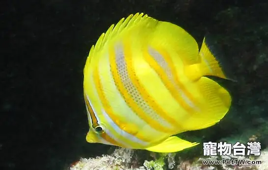 蝶魚的生活習性及飼養須知(1圖)-寵物台灣