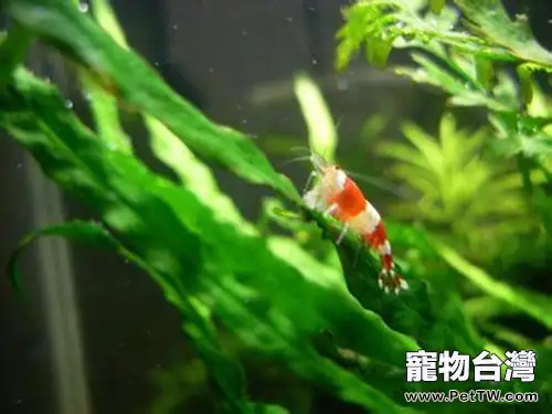 水族箱翻缸的詳細步驟