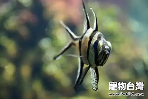 熱帶魚的飼養要點(1圖)-寵物台灣