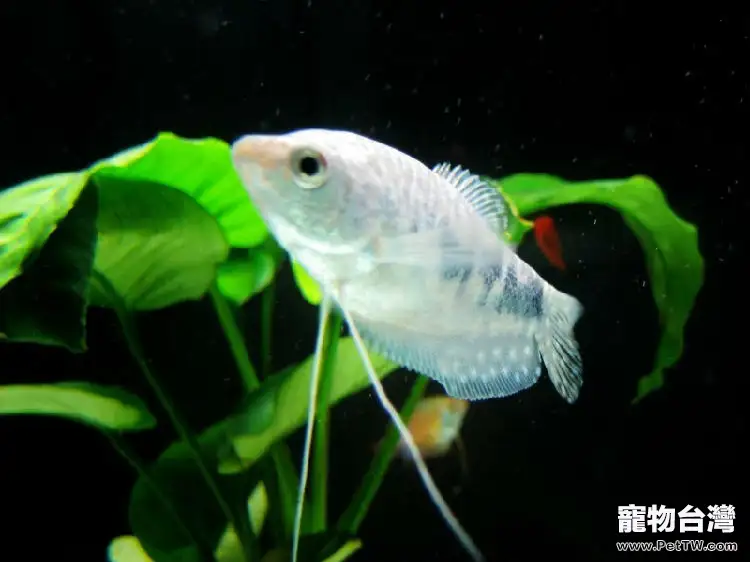 觀賞魚赤皮病的症狀與防治(1圖)-寵物台灣