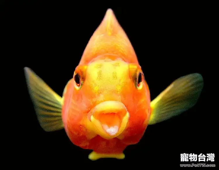 鸚鵡魚(血鸚鵡魚 財神魚)飼養時的造景選擇(1圖)-寵物台灣