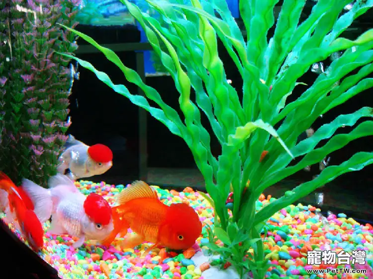 養金魚的魚缸怎麼佈置和選擇(1圖)-寵物台灣