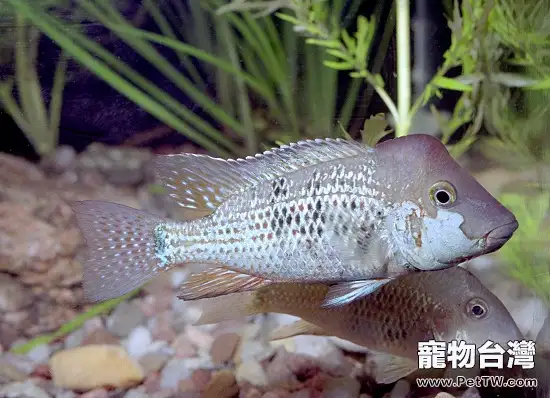 牛頭鯛的繁殖期飼養注意事項