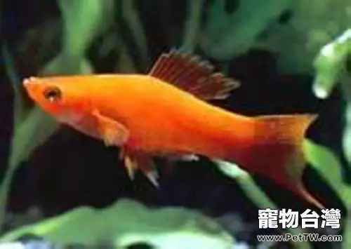 紅劍魚的繁殖概況